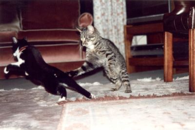 Zappa & Lottie in action!